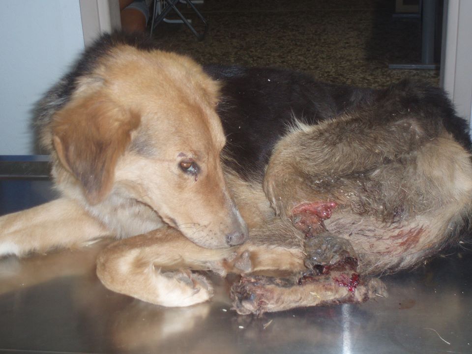 Φιλιατρά Μεσσηνίας: Σκύλος σερνόταν για εβδομάδες με τα πόδια του δεμένα με σύρμα